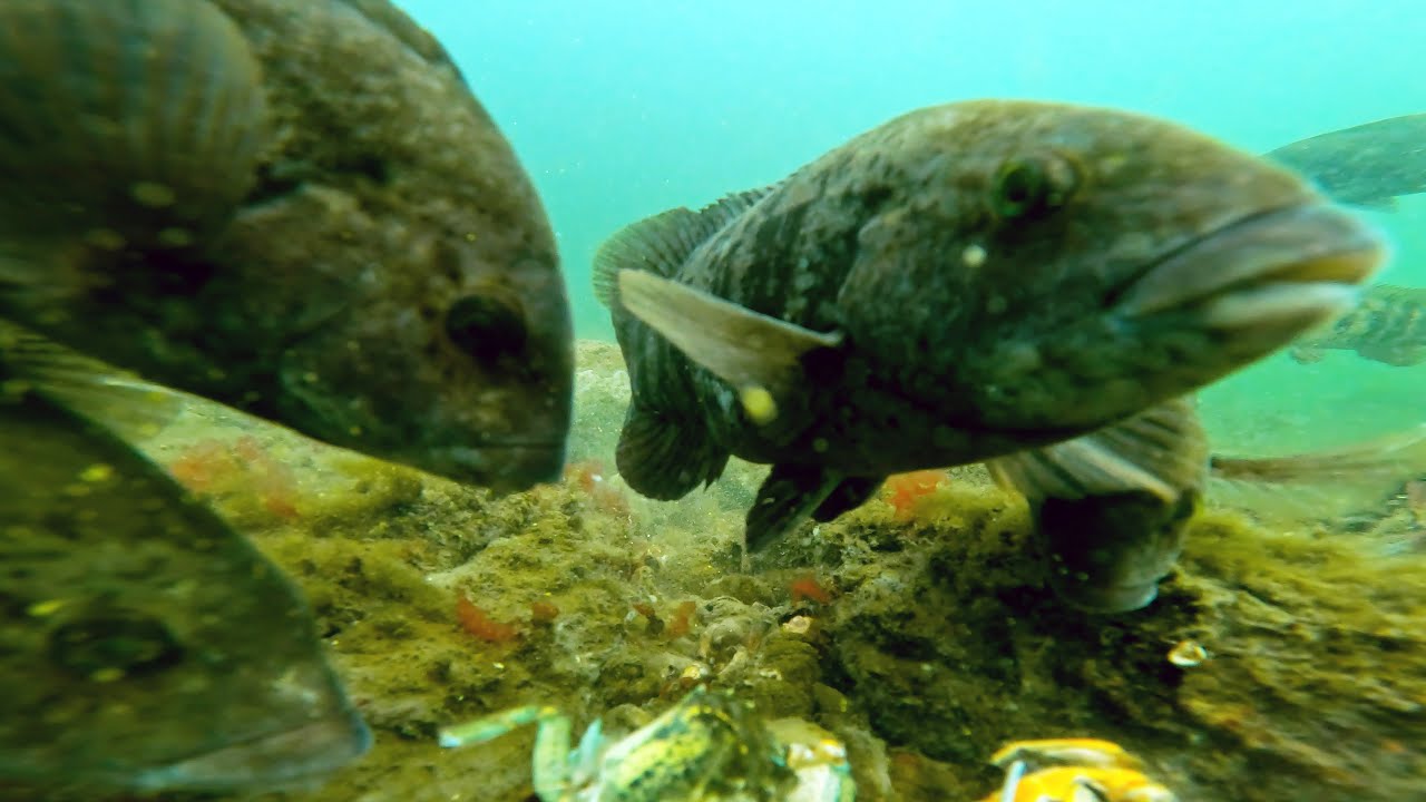 Underwater Tautog | Bait Test 2
