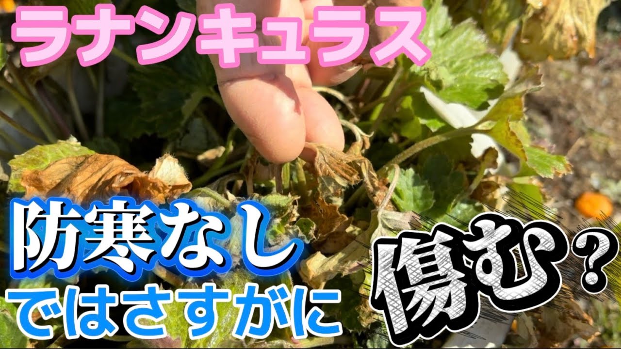 防寒なしではさすがに傷む？【ラナンキュラスラックス】【ランドセルシリーズ】【園芸のぶチャンネル】
