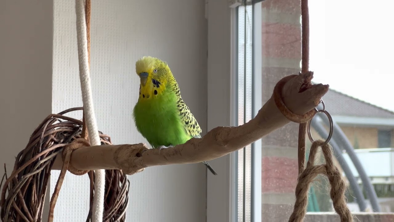 Wellensittich „Brutus“ singt