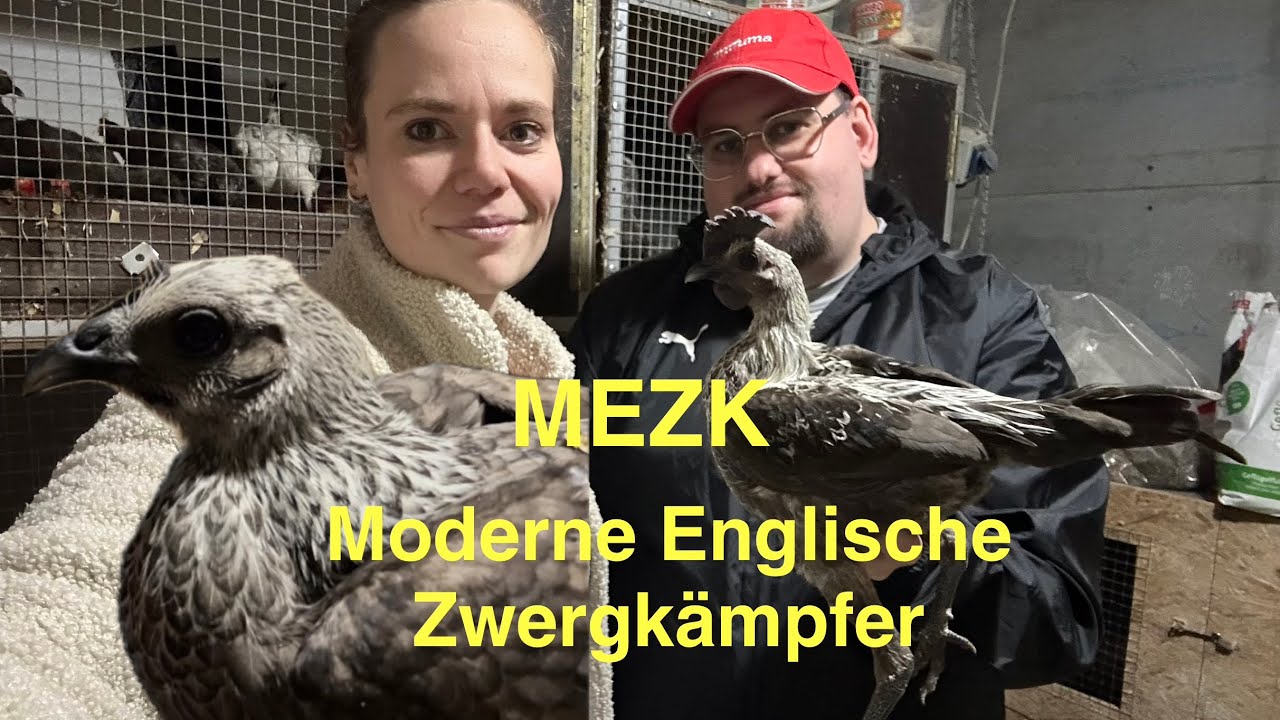 🐓 Moderne Englische Zwergkämpfer | MEZK| Rassevorstellung | Rassegeflügelzucht | Hühnerhaltung 
