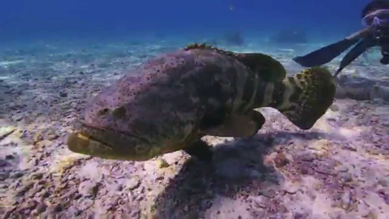 The Underwater World of the Florida Keys National Marine Sanctuary