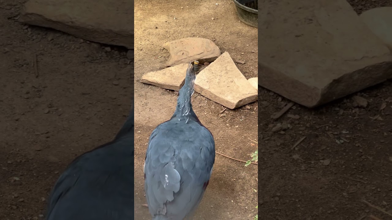 TORONTO ZOO 