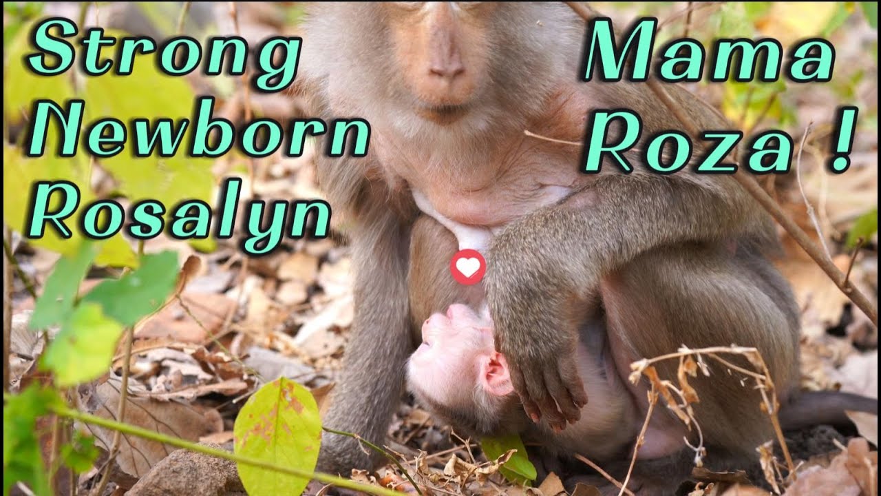🔴Mama Monkey Roza & Baby Rosalyn 🐒💖 | Strong Newborn Activities Update Today