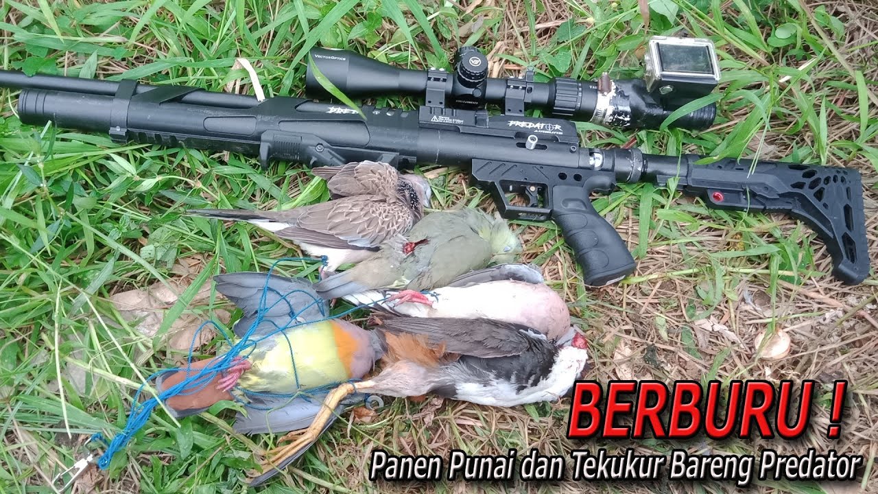 Berburu Punai dan Tekukur ! Asli seru banget Poin maksimal bareng Predator od 38