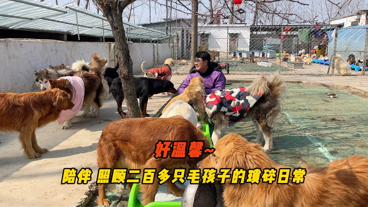 守著小院的毛孩子們忙忙碌碌一整天，只盼它們平安健康安穩度日！