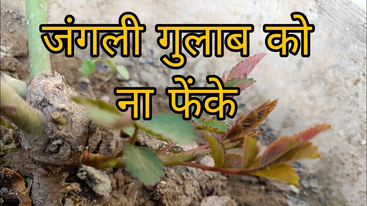 Don't Throw Junglee rose. 🌹 जंगली गुलाब को ना फेंके।