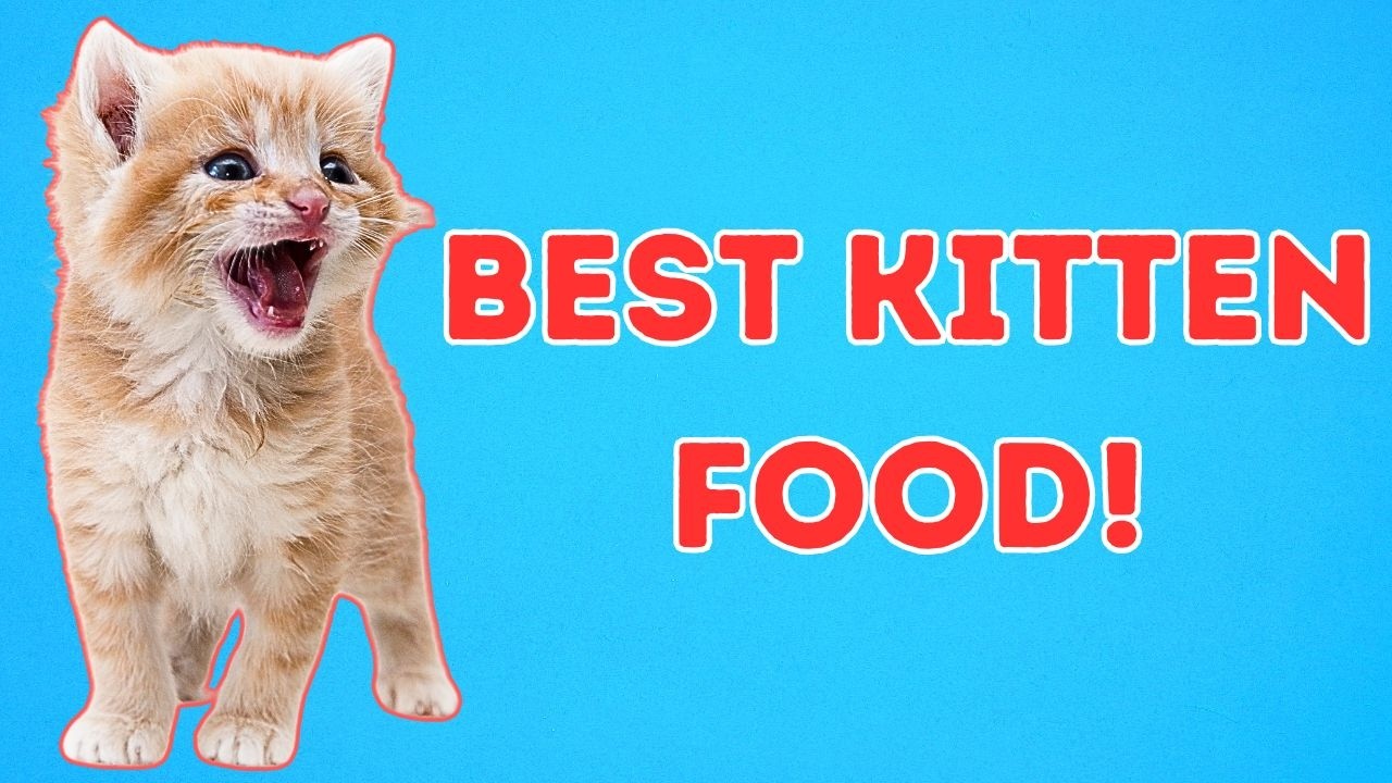 What I’d Feed a Kitten (If I Actually Cared About Its Health)