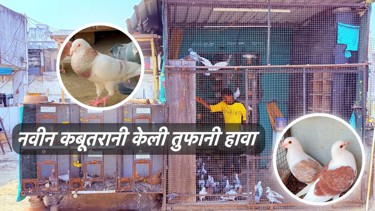 आपले दोस्त सागरभाऊ यांची नवीन कबूतरांची हवा.🕊️👑💥#pigeon #bird #pigeonlove #kabootar #kabutar