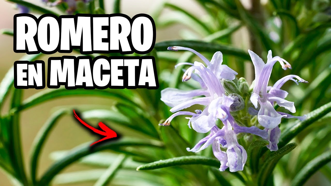 Como Plantar ROMERO en MACETA!! 🌿 Cuidados para que tu Romero crezca Fuerte | La Huerta de Ivan
