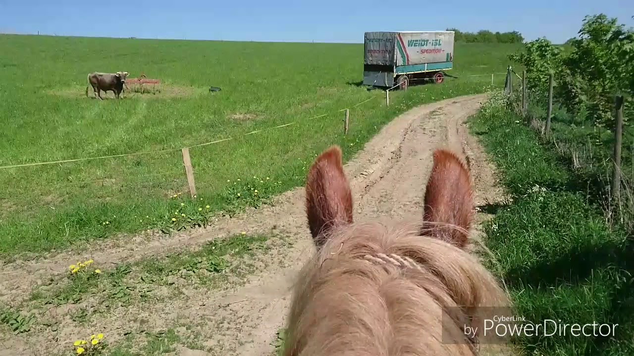 Wanderreiten mit dem Kaltblut Fritz(5)