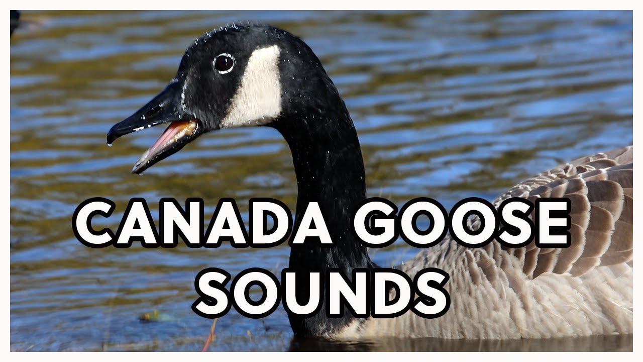 Canada Goose Calls vs. Cackling Geese Sounds
