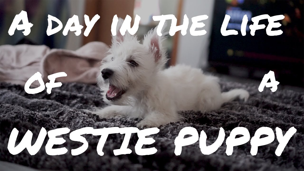 A DAY IN THE LIFE OF A LITTLE WESTIE PUPPY | DWESTIE THE WESTIE