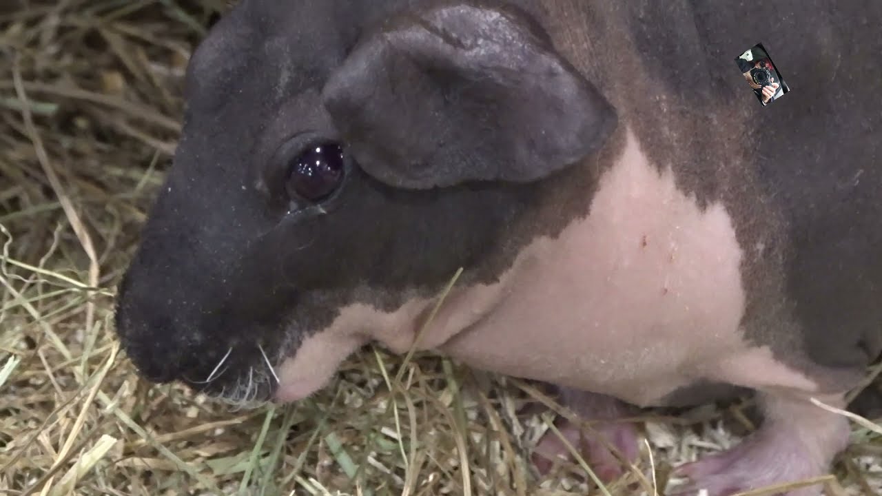 Le Skinny est un cochon d'inde sans poil - Villaverde - Pizançon (Drôme) France