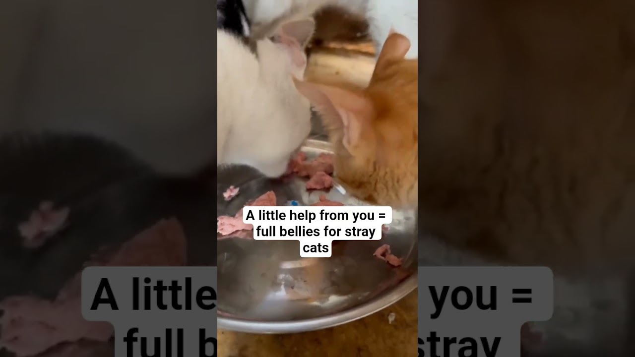 If you can help with just one bag of cat food, it would mean the world 