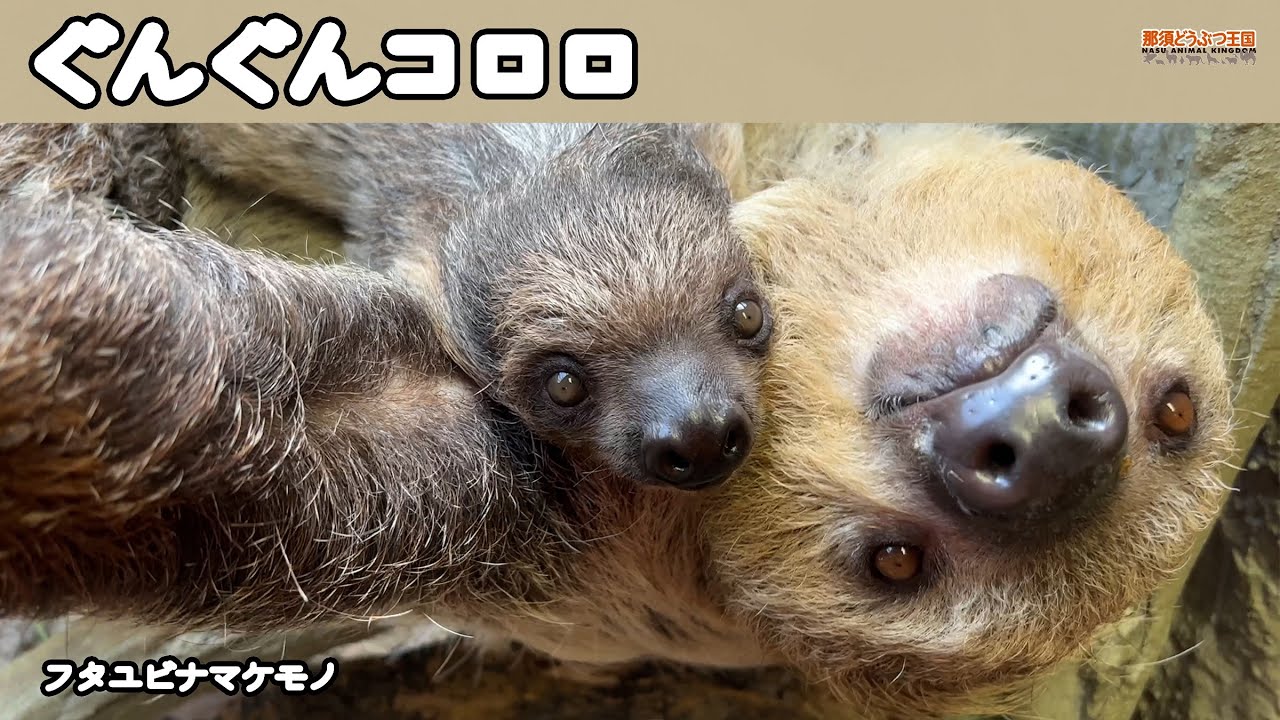 【ナマケモノ】ぐんぐんコロロ/フタユビナマケモノのこども「コロロ」の成長の様子です！鳴き声も聞けます♪