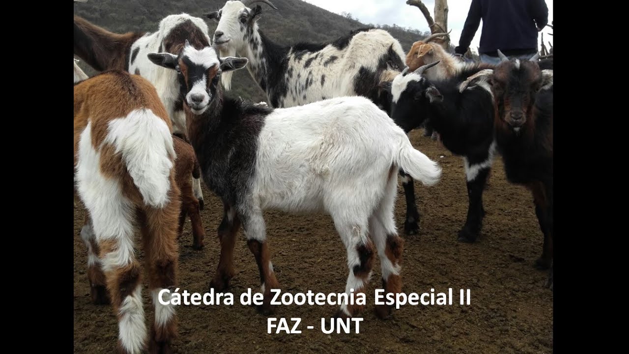 RAZAS CAPRINAS PARTE IV
