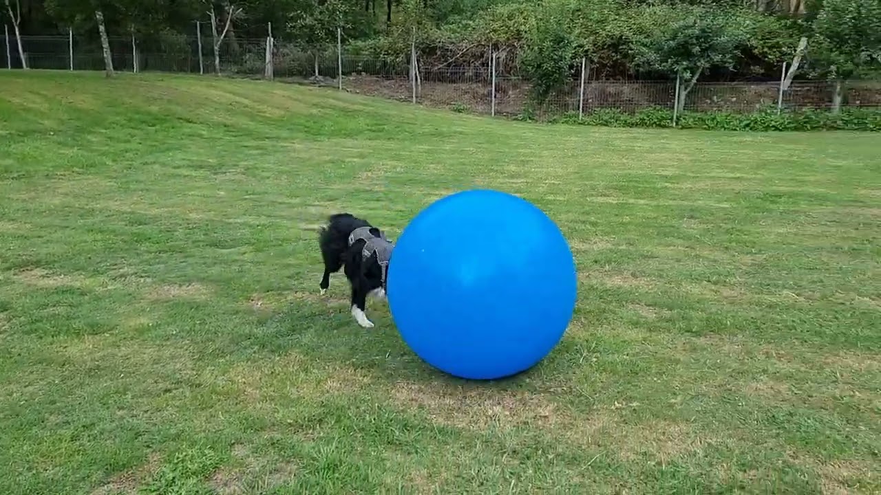 Herding ball with Max the Border Collie
