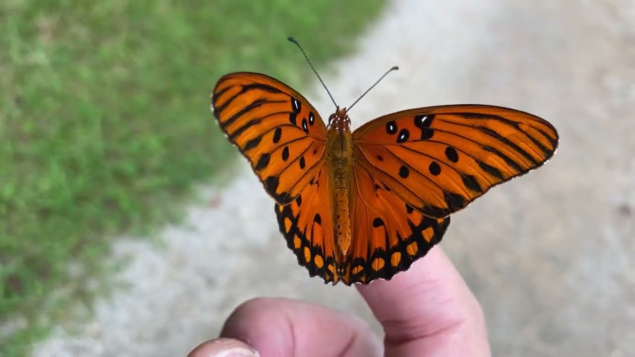 The Gulf fritillary or passion butterfly 