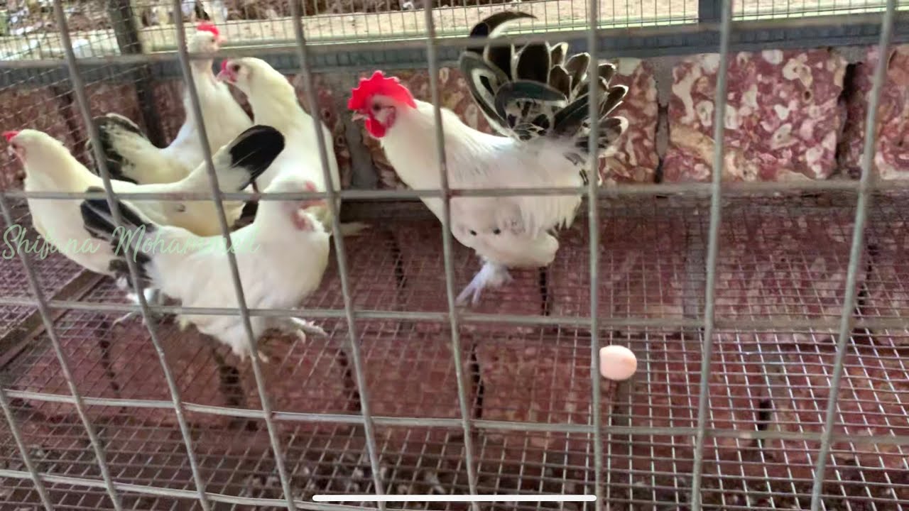 Fancy Hen Farm In Kerala  |Village Hen Farm   | Exotic Poultice Farm| farm In Kasaragod