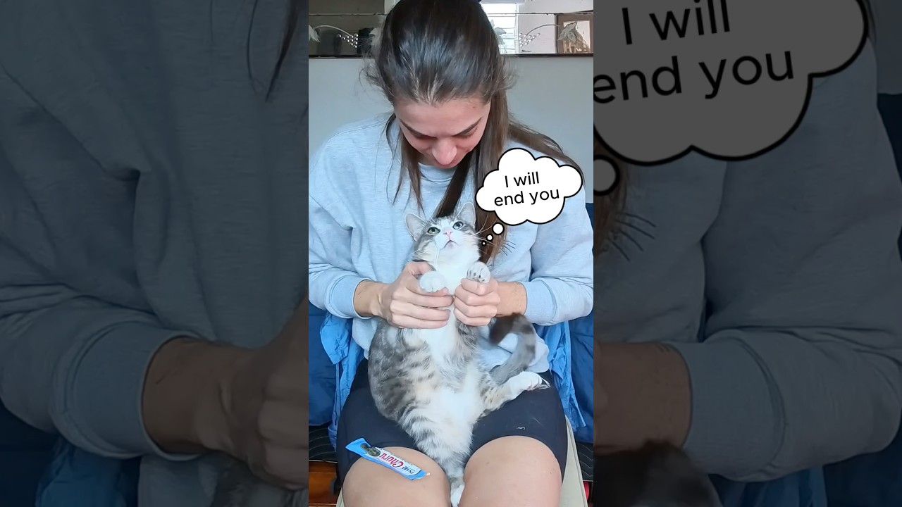 Trimming Your Cat&rsquo;s Nails is EASY #catshorts