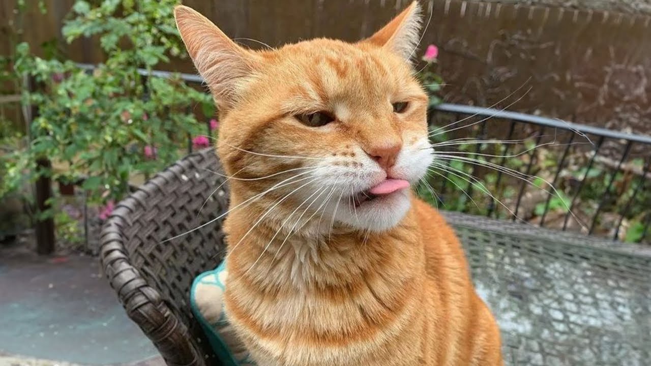 You Need a FUNNY CAT for Daily Laughs 😂 Funny Animals Videos 2024