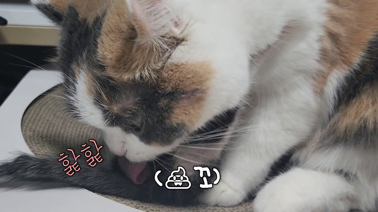 쫀떡이가 처음으로 아기 고양이를 그루밍 해주었어요...! [탄빵이 임보일기]