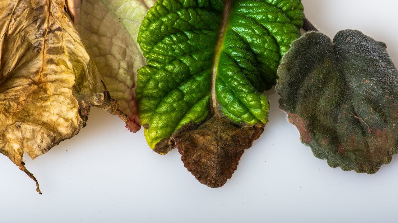 Why the tips of the leaves dry. Marginal necrosis.