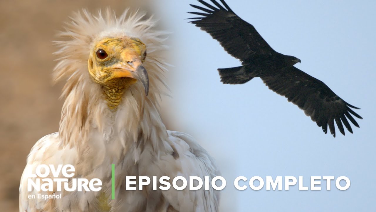 ¿Cómo SOBREVIVEN estas aves a TEMPERATURAS EXTREMAS? | Infierno Árabe 105