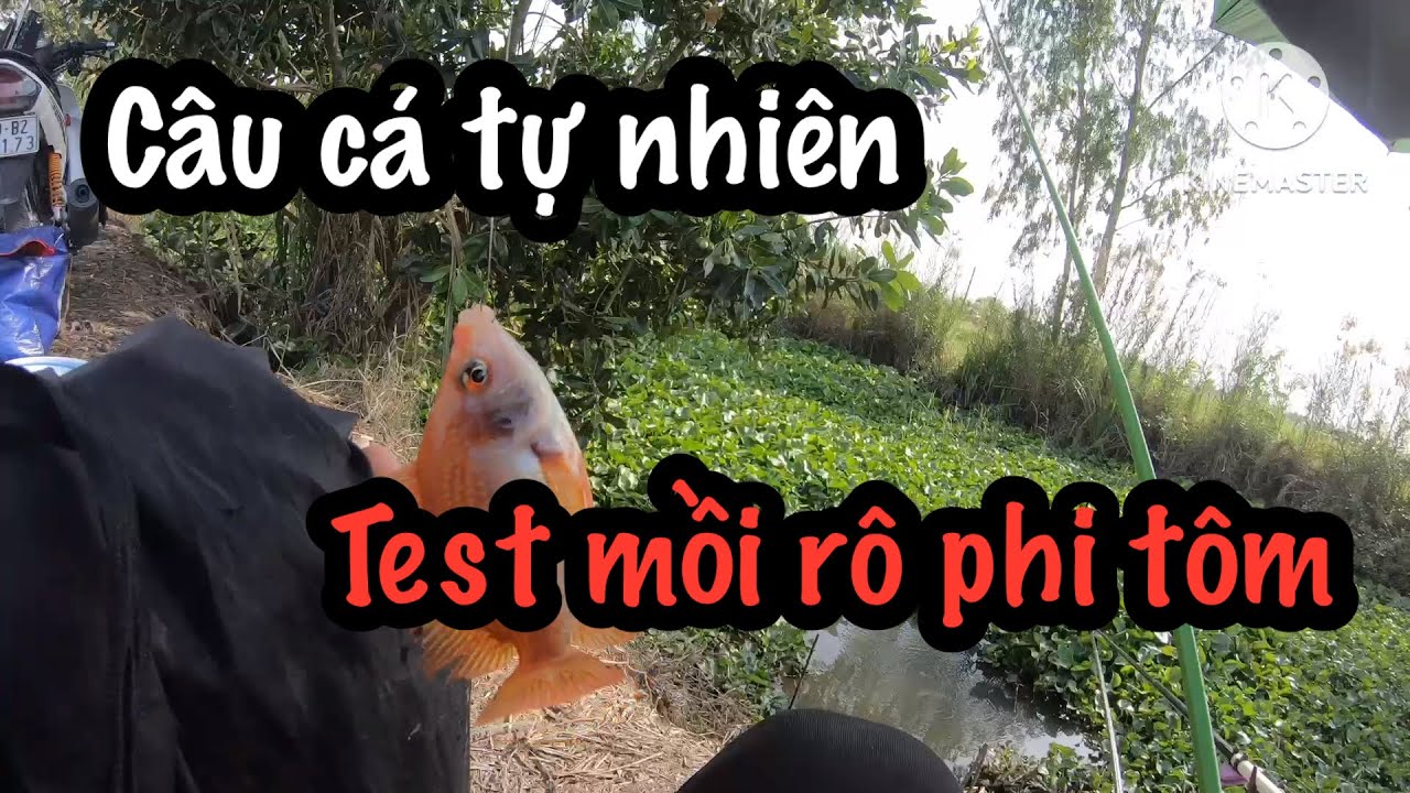 Test mồi rô phi tôm của huỳnh nhàn mà nước cạn quá câu cá tự nhiên || Quang Tv