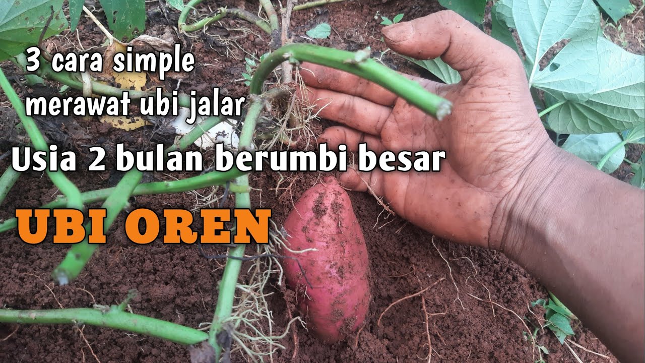 3 CARA SIMPLE MERAWAT UBI JALAR DUA BULAN BERUMBI BESAR #tutorial #tips #edukasi @indonesia_bertani