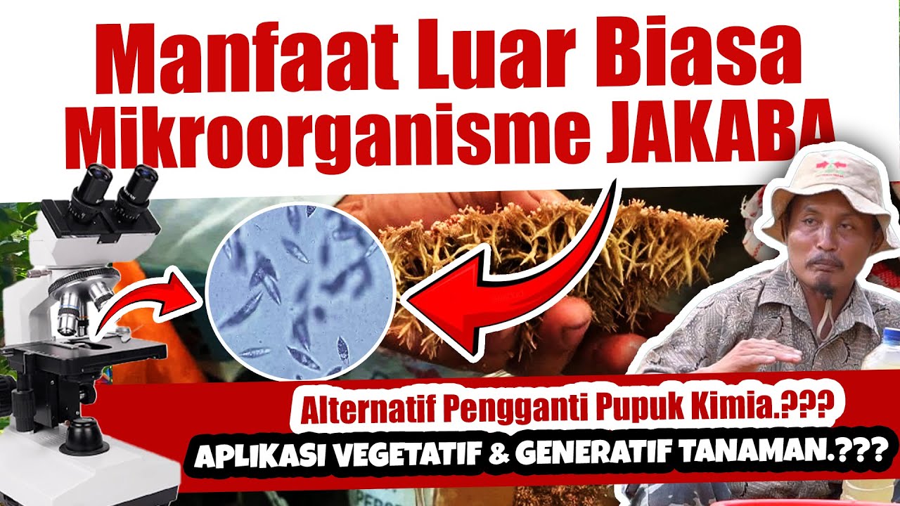 100% LENGKAP.❗ MANFAAT LUAR BIASA JAKABA PENGGANTI PUPUK KIMIA | UNTUK VEGETATIF & GENERATIF TANAMAN