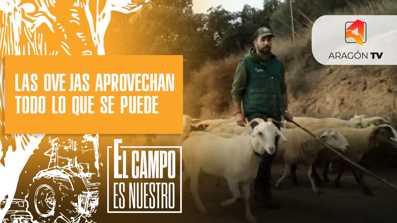 Las ovejas de Saúl aprovechan todo lo que se puede