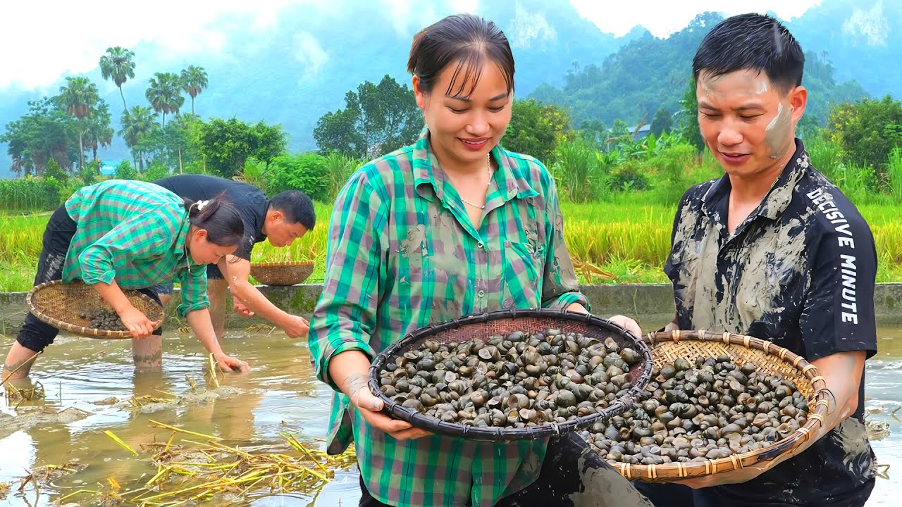 Husband & Wife Suddenly Harvest Giant snails together - Cook delicious meals | Phuc An Daily Life