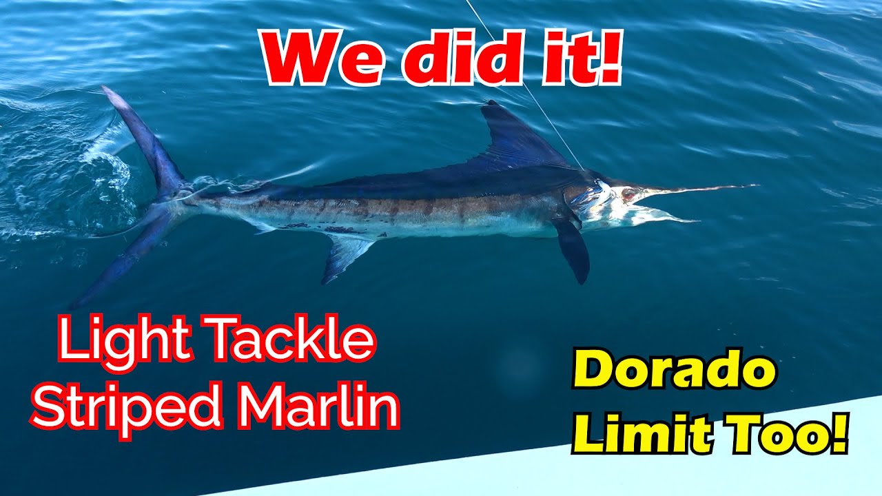 Catch and Release Striped Marlin on Light Tackle! Dorado Limit Too!
