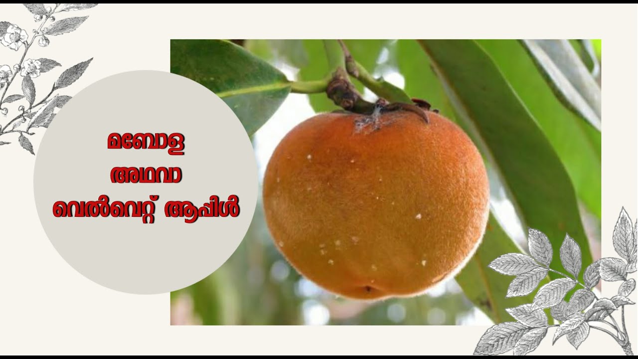 MABOLA/VELVET APPLE - വെൽവെറ്റ് ആപ്പിൾ