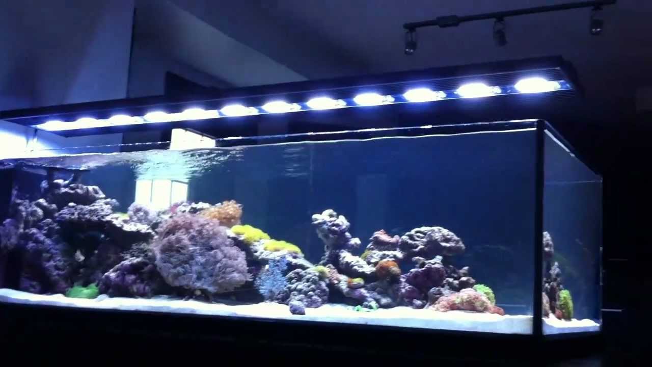 Custom Reef Aquarium