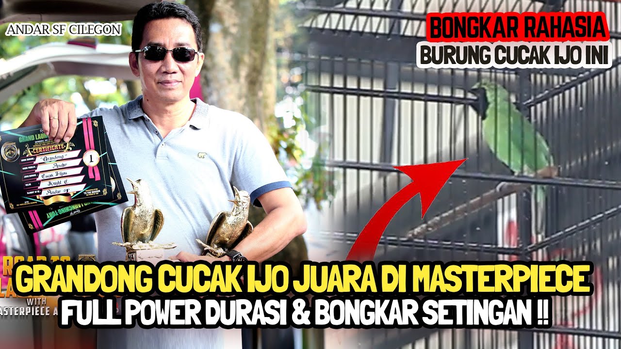 PENDATANG BARU CUCAK IJO GRANDONG 😱 JUARA DI MASTERPIECE ARENA ❗BONGKAR RAWATAN & SETINGAN LOMBA