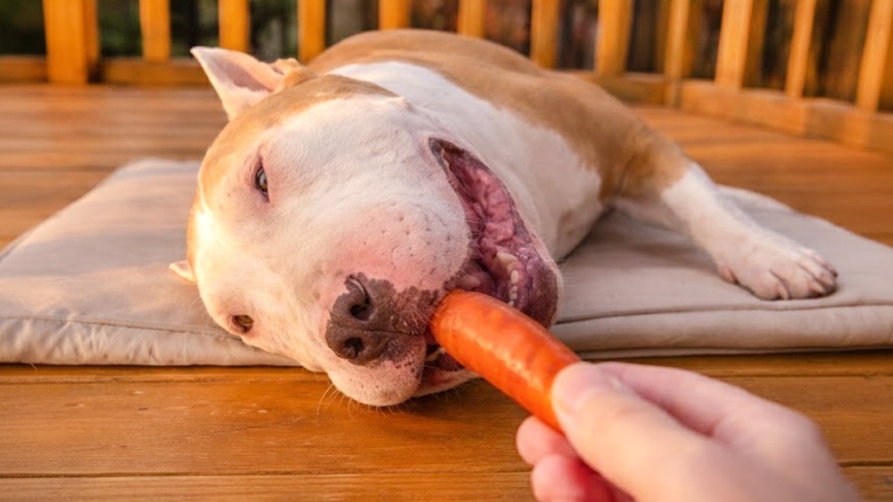 Best Of The Funny Animal Videos 😹🐶 The Funniest Dog Moments Compilation 🤣