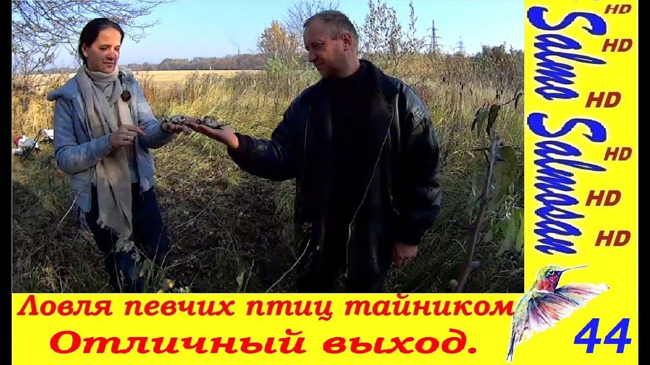 Ловля певчих птиц ТАЙНИКОМ 3х7 - Отличный выход. Щеглы, дубонос, зеленушки.