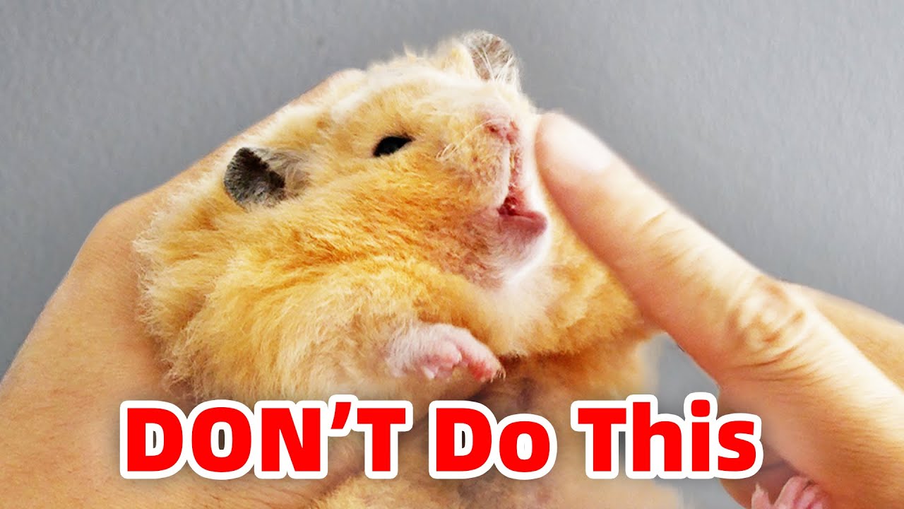 Как подобрать хомяка, не будучи укушенным | How To Pick Up Hamsters Without Being Bitten