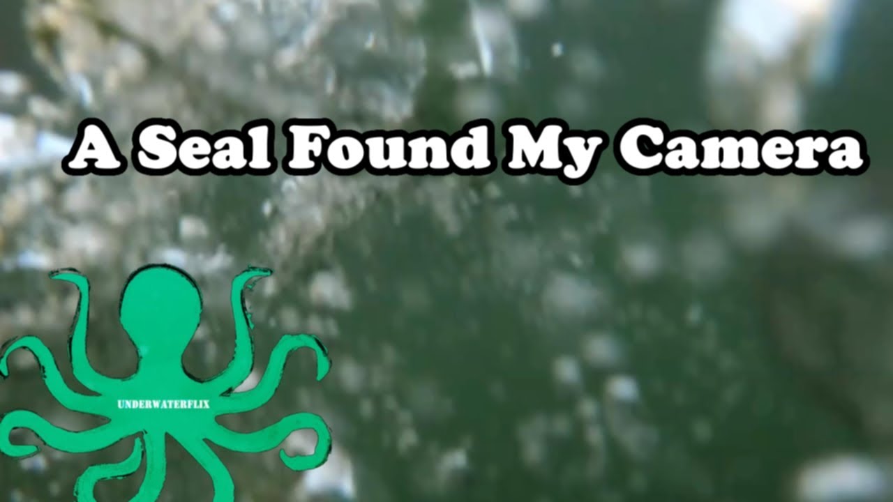 A seal found my camera.