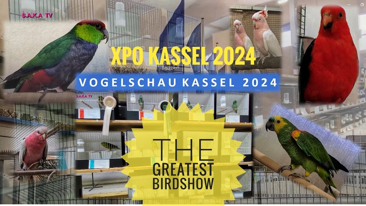 69.Vogelschau Kassel 2024 - Papageien & Sittiche- Sendereihe Teil I 