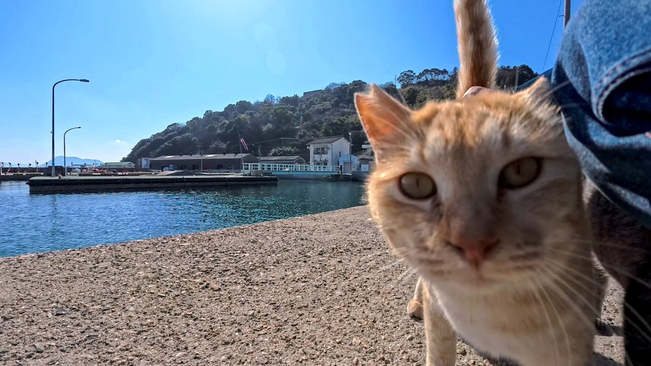 防波堤に座ったら猫が次々集まってきた…猫島が幸せすぎる瞬間