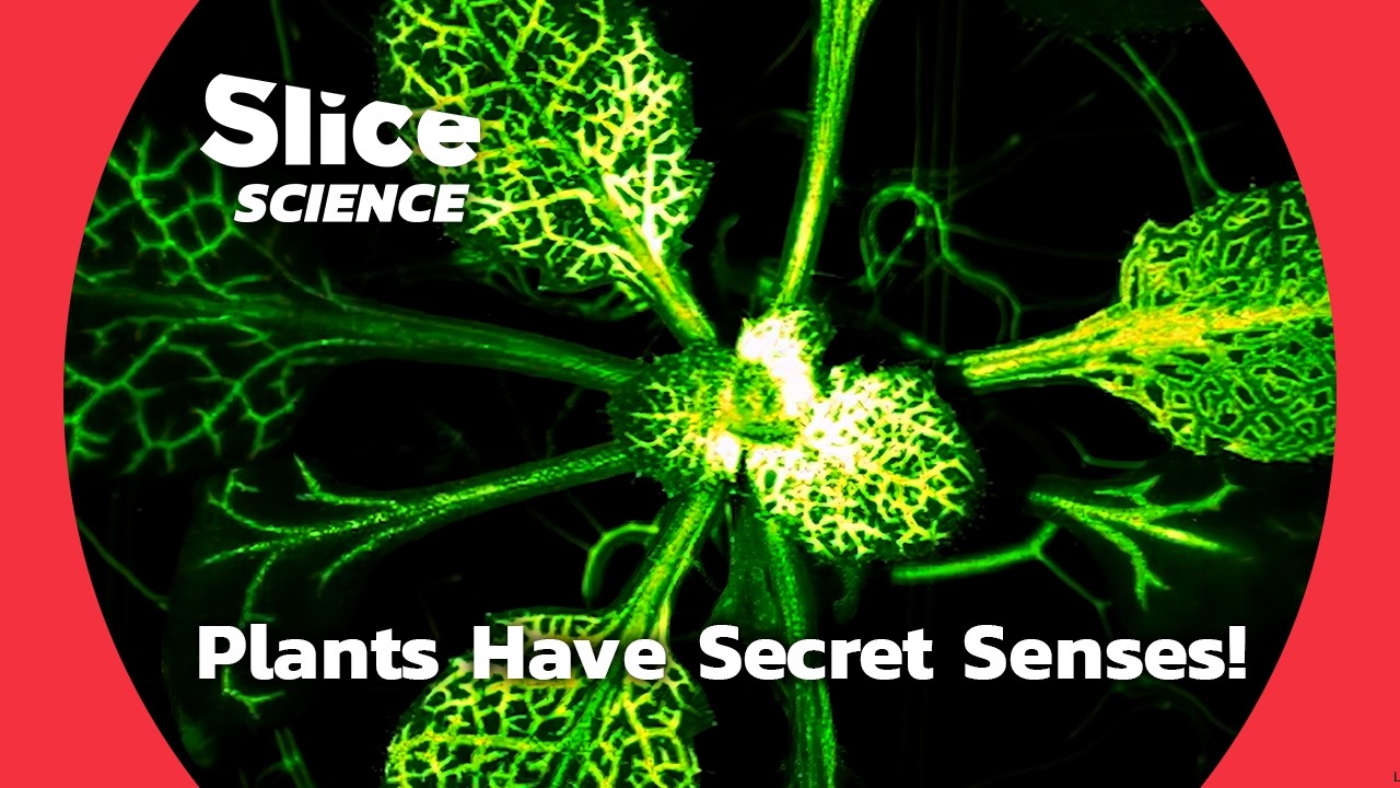 Unveiling the Hidden Senses of Plants: More Than We Ever Knew! | SLICE SCIENCE