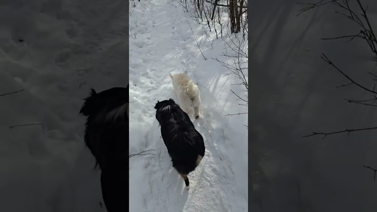 1. Sunday March 1st walk with Lucy, Revy and Rue 