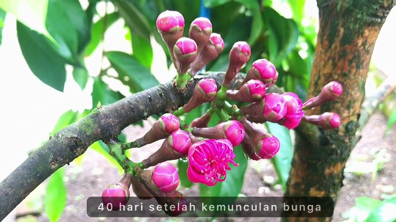 Jambu Bol Jamaika