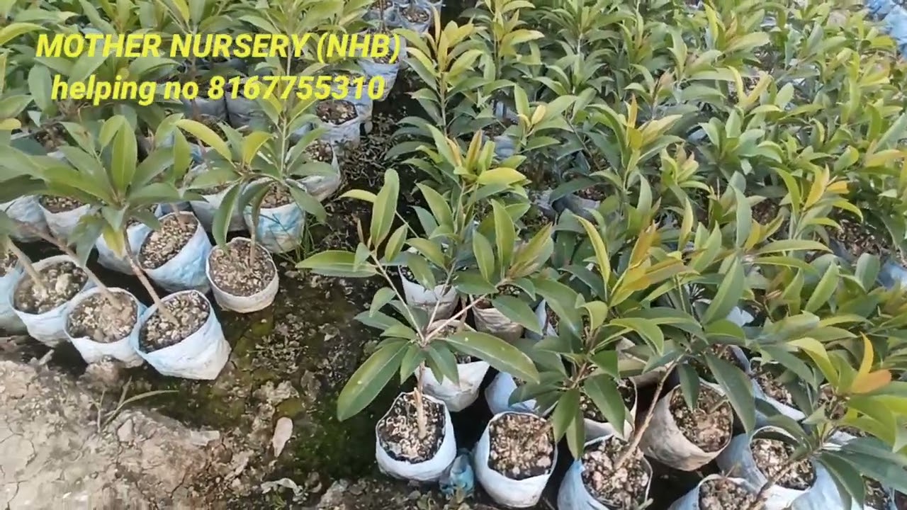 kalapati and cricket ball chiku 40000 thousand plants avl avl he.  contact me 8167755310