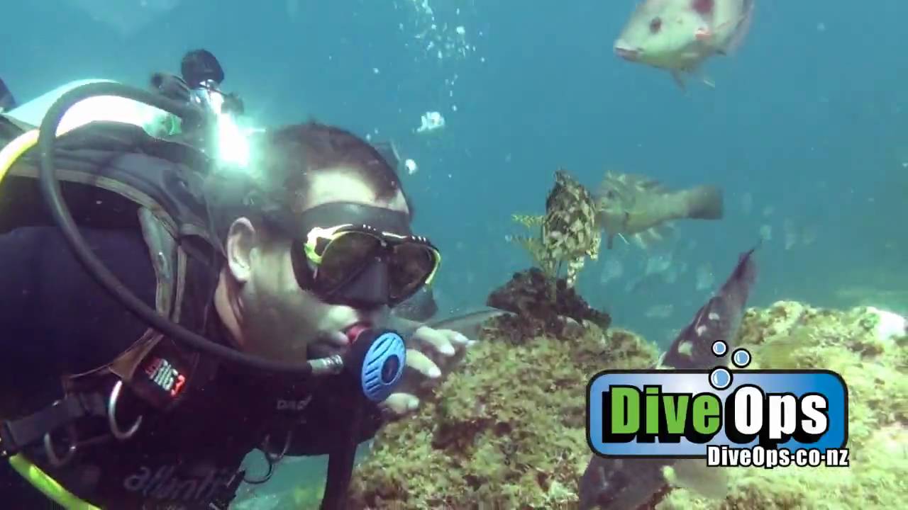 Dive Ops