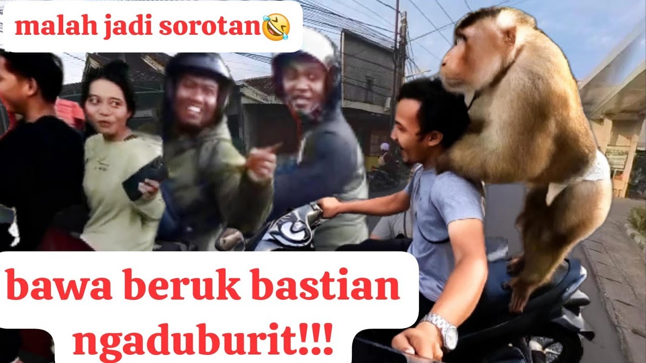 ngabuburit sama monyet beruk bastian! sekaligus menghibur banyak orang yang capek seharian dijalan!🙂