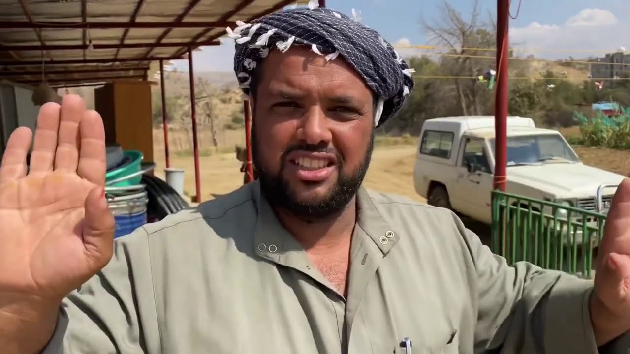 حصاد البجيدة